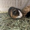 Chocolate &amp;amp; S&#039;mores looking for a loving home