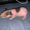 3 Male Hairless Guinea Pigs For Sale