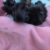 Adorable Baby Guinea Pigs (4 weeks old)