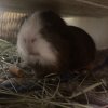 Chocolate &amp;amp; S&#039;mores looking for a loving home