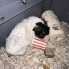 ? Two Adorable Long-Haired Female Guinea Pig