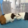 Two cute and sweet young Guinea pigs!