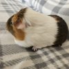 Baby, 3 year old female
