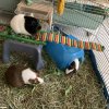 3 adorable female guinea pigs for adoption
