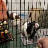 Adorable pair of guinea pigs - okc