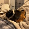male adult guinea pig who is very friendly
