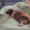 Young Male Skinny Pig - sweetest boy ever!