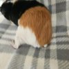 Bucky, 3 year old female