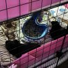 Rehoming my four girls! Includes setup!
