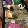 Three Little Piggies - All female