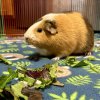 Bingo &amp;amp; Flo, Bonded Females