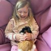 3 guineas: 2 female, 1 male New Pal area!