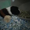 2 Female Guinea Pugs for adoption