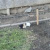 Two Female Guinea Pigs (Cage Included)