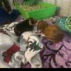 Two Male Guinea pigs, pick up only, Fulton NY