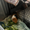 Two Male Bonded Guinea pigs