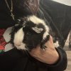 Three bonded piggy’s needing a home