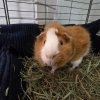 2 Bonded boars need new home