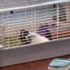Sylvester the white guinea pig