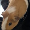 2 Male Guinea Pigs for sale