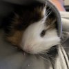 Two sweet, young piggies available!