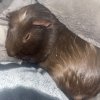 Male crested guinea pig rehome needed