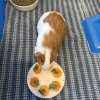 Male Guinea Pig looking for new home