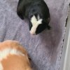 Two male guineas bonded