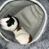 Two Bonded Female Guinea Pigs