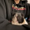 Male Guinea pig needs urgent rehoming