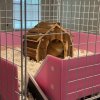 3 female guinea pigs + large loft cage