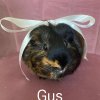 Adopt A Guinea Pig Family Of 3!