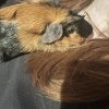 Two Male Guinea Pigs For Sale Columbus