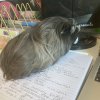 6 Male Guinea Pigs