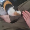 Rehoming a 3 month old, Male, Guinea Pig