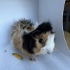 10 Week Old Male Guinea Pig