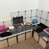 Pig &amp;amp; Mouse, bonded females