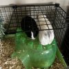 2 Male Guinea Pigs Need a Home!