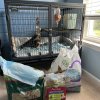 Cocoa needs a home