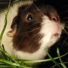 ❤️Female Bonded Duo 6 and 7 y/o❤️