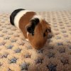 Rehoming  2 Bonded Guinea Pig Trios