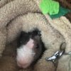 2 sweet bonded skinny pig males