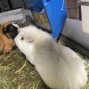 4 Bonded Male Guinea Pigs