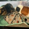 Guinea pigs ready to be homed