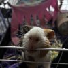 Two male guinea pigs