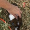 Rehoming sweet adult male guinea pig TaterTot
