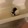 4 Female Guinea Pigs