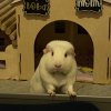 Momo - Female guinea pig age 4yrs