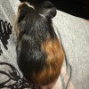 Rehoming baby Guinea Pig(3weeks)