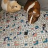 2 male guinea pigs